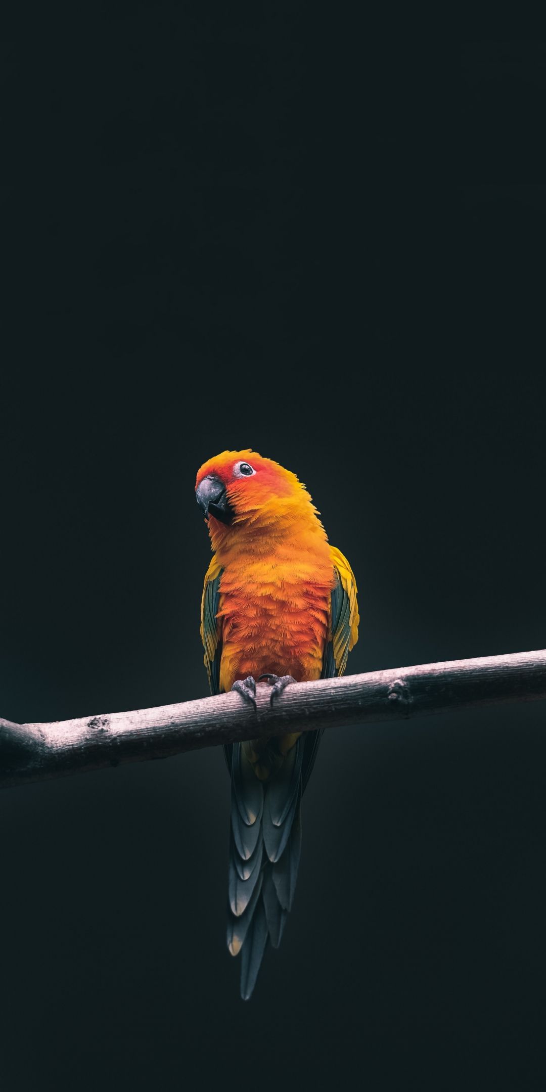 parrot_birds_HD